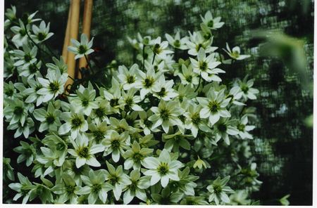 Clematis Leprechaun